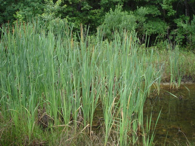 Narrowleaf Cattail Outdoor Alabama